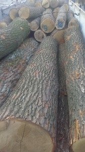 Дуб кругляк 1, 2, 3 сорт, тех сырье грн.5100