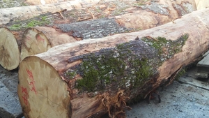 Дуб пиломатериалы от производителя грн.25000