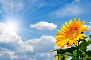 Украинский экспорт подсолнечного масла в 2015: Топ 10 ##f_price|CURR_SIGN##