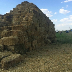 Продам ячневую солому 2016г. грн.0