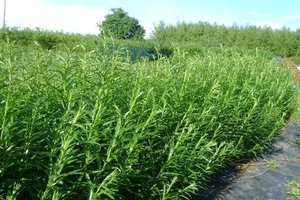 НАТО поможет Украине выращивать мискантус на Донбассе ##f_price|CURR_SIGN##