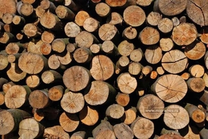 Колотые дрова  грн.350