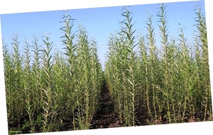 Саженцы энергетической вербы Salix грн.1