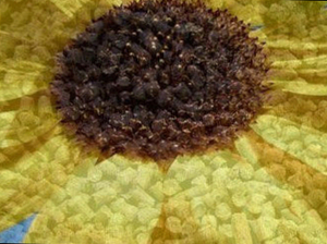 Продам пеллеты из лузги подсолнечника. Опт. грн.1300