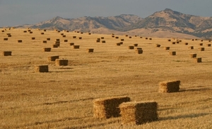 Тернопольские учёные предлагают использовать солому для генерации электроэнергии ##f_price|CURR_SIGN##