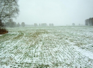 Укргидрометцентр: угрозы озимым рапса нет ##f_price|CURR_SIGN##