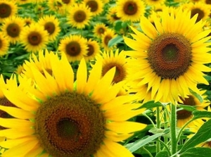 В 2016 году урожай масличных в Украине увеличился на 121% ##f_price|CURR_SIGN##