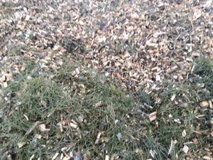 Продам Щепу топливную, зеленую грн.0