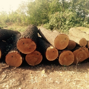 Куплю дуб-кругляк 1-2 сорта грн.18000