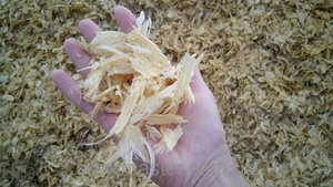 Продам cтружка cосны в больших обьемах грн.0