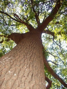 Продам дубовую доску необризную  грн.6500