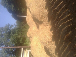 Продам cтружка cосны в больших обьемах грн.0