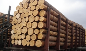 Кругляк, лес, сосна, дуб, пиловочник. Машинные и вагонные нормы. грн.900