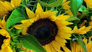 Масло подсолнечное нерафинированное горячего прессования грн.0