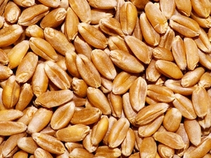 Оптовые закупки зерновых культур грн.0