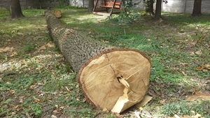 Продам дуб кругляк грн.3000
