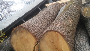 Продам дуб 10 м.куб 1-3 сорт грн.6000