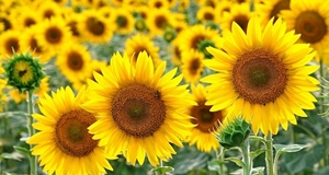 Продам масло подсолнечное грн.0