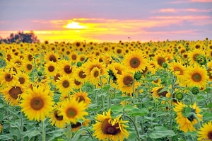 Масло подсолнечное рафинированное марки П грн.0