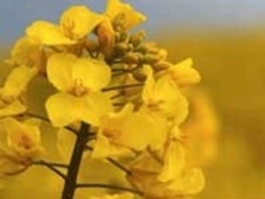 Сырое гидрированное рапсовое масло din 51605 грн.700