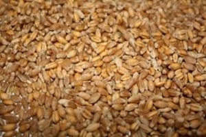 Пшеница из России продам грн.0