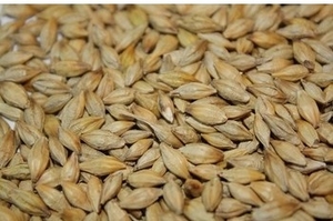 Ячмень из Российской Федерации продам грн.205