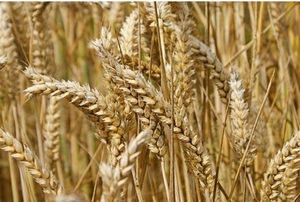 Мукомольная пшеница мягких сортов из России грн.180
