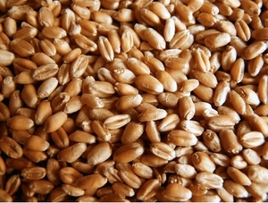 Пшеницу зерновую из России продам грн.155