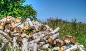 Куплю дрова оптом грн.220