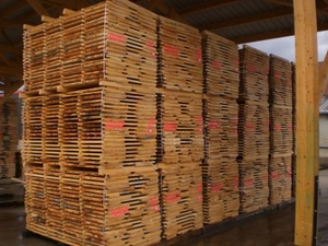 Продам оптом необрезной пиломатериал из бука  грн.