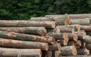 Необрезной Пиломатериал из Дуба продам оптом грн.0