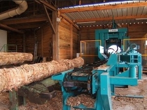 Необрезной пиломатериал из дуба купим оптом грн.0