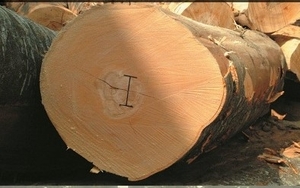 Натуральный шпон из тополя простой распиловки грн.