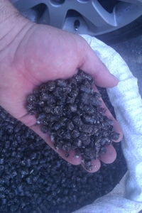 Продам пеллеты из лузги подсолнечника грн.2100