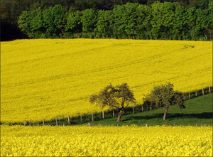 Pапс  продаём грн.0