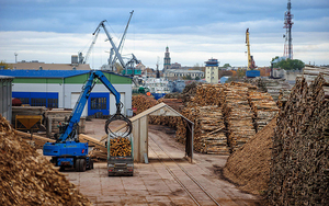 Покупаем щепу топливную большими объёмами круглый год грн.19
