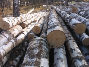 Кругляк Сосна Осыка Береза  грн.1550