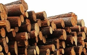 Продам дрова дубовые грн.800