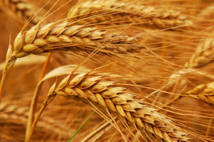 Предлагаем пшеницу на экспорт грн.0