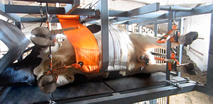 Станок для чистки и обрезания копыт у крупного рогатого скота грн.300300