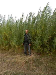 Продам саджанці енергетичної верби грн.1