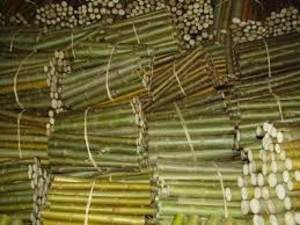 Верба энергетическая саженцы грн.