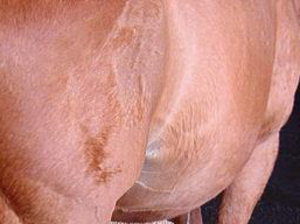 Пеллета из соломы пшеницы высокого качества, EXW грн.115