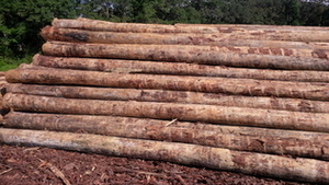 Купим бревна сосны болотной (SYP) грн.0