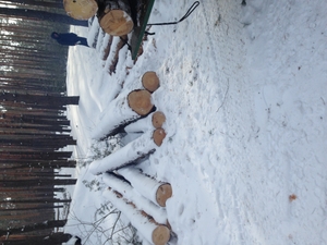 Продам лес, сосна кругляк грн.