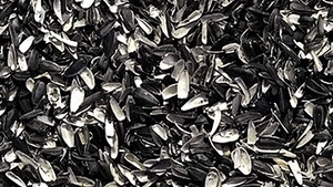 Шелуха подсолнечника не дроблёная грн.800