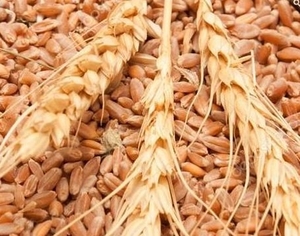 Пшеница 6 класса (гр. А) грн.4020