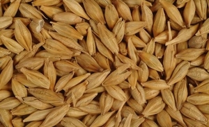 Предлагаю Ячмень 3 класс грн.0