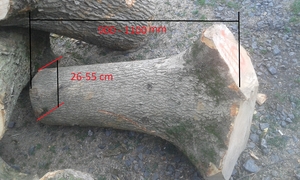 Компания скупает пеньки ясеня грн.2000