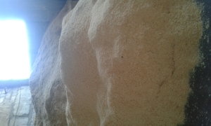 Продам тырсу, стружку сосновую  грн.60